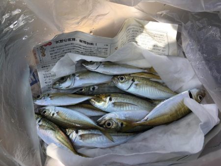 同付き仕掛けでアジ順調